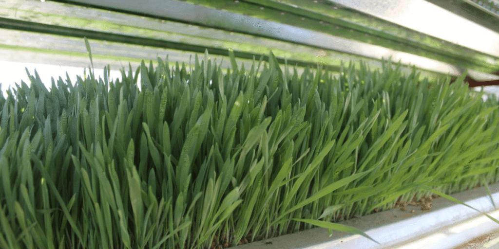 Indoor hydroponic fodder system with healthy green growth.