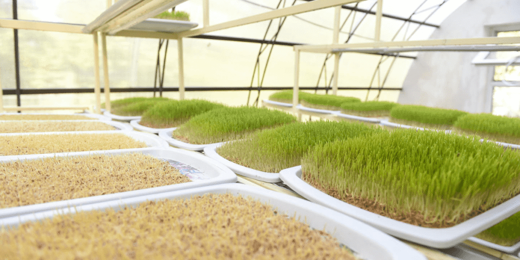 Large-scale hydroponic fodder production inside a spacious greenhouse.