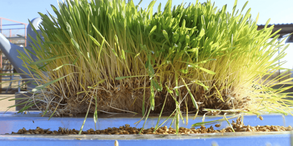 Nearly mature hydroponic fodder ready for harvest.