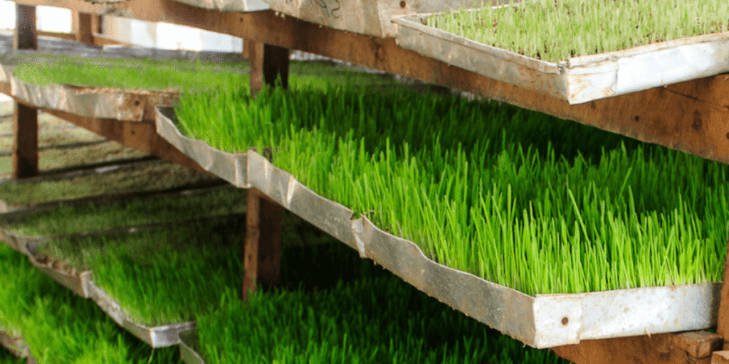 Close-up of nutrient-rich fresh green fodder.