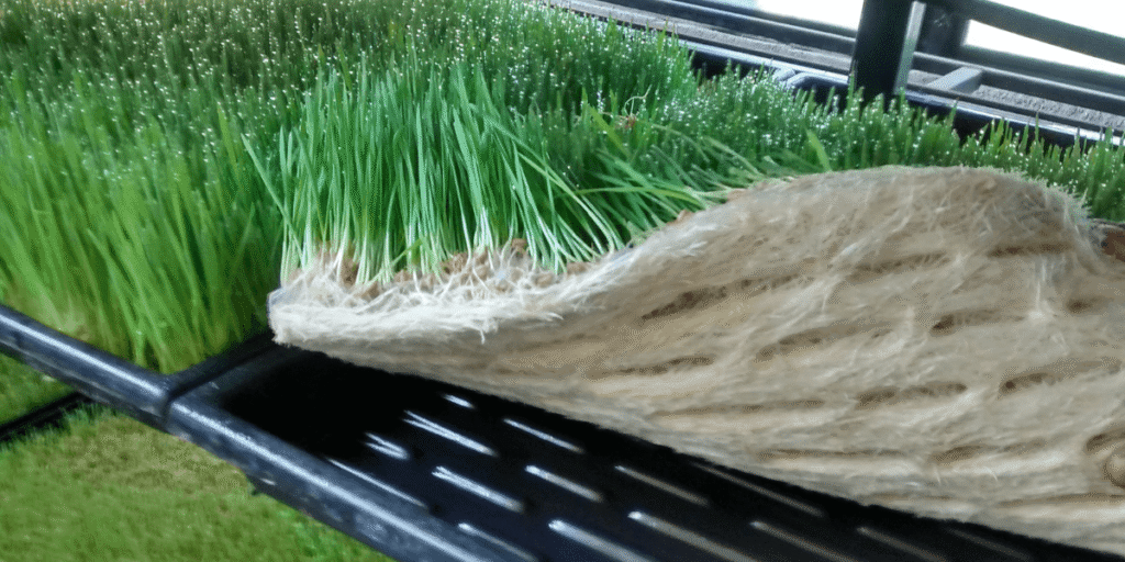 Close-up of hydroponic fodder growing on a vertical rack.