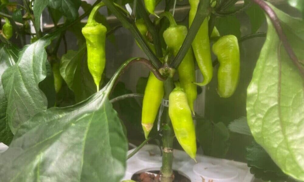 Close-up of chili peppers in hydroponic buckets