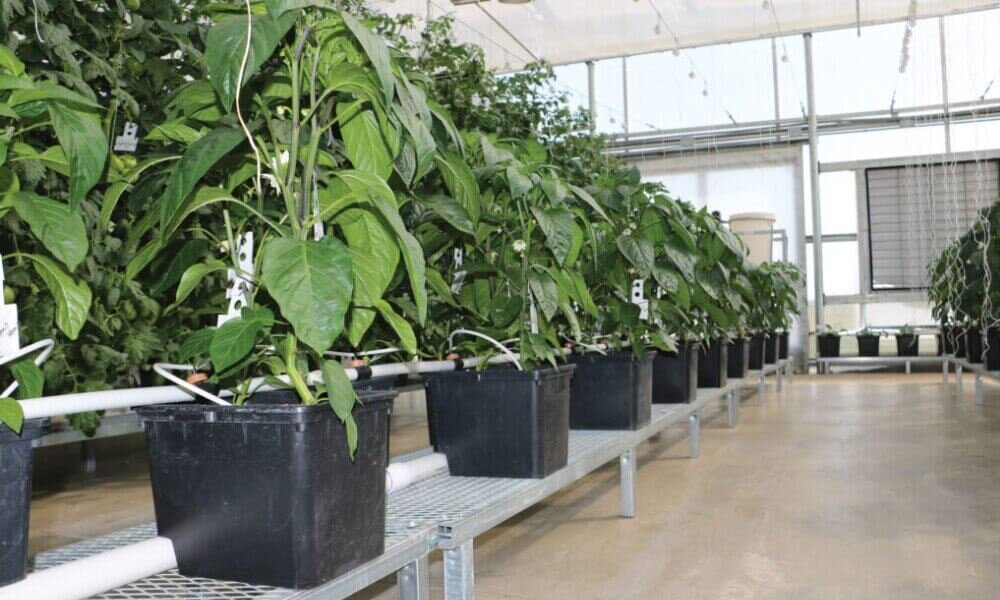 Rows of pepper plants in Dutch bucket hydroponics