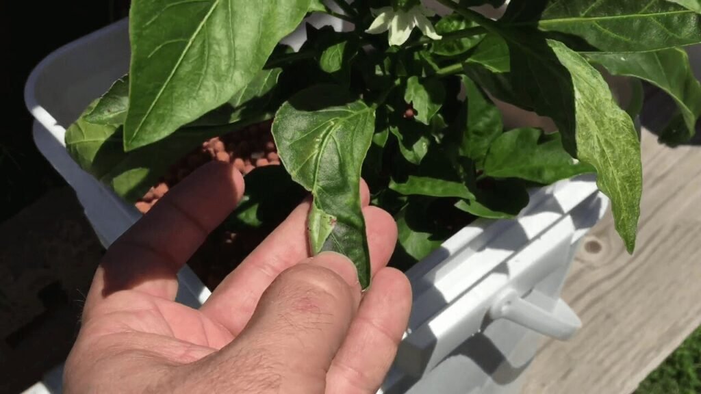Manual pollination of hydroponic pepper flowers