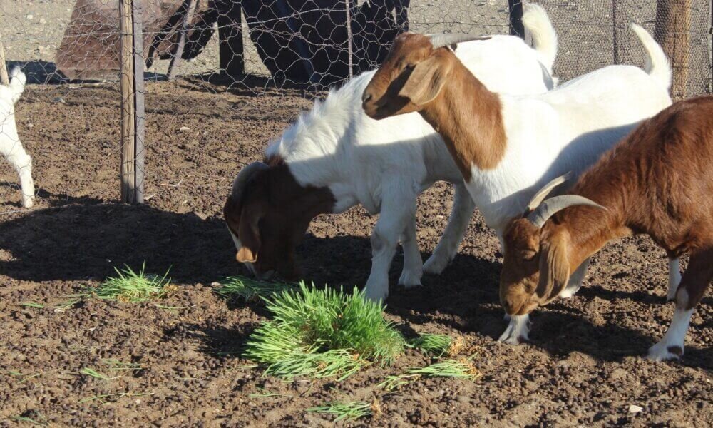 Hydroponic fodder suitable for livestock feeding