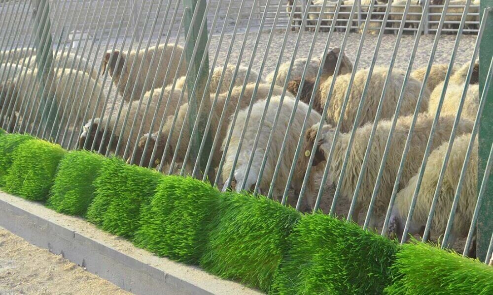 Hydroponic fodder growing system for livestock farms