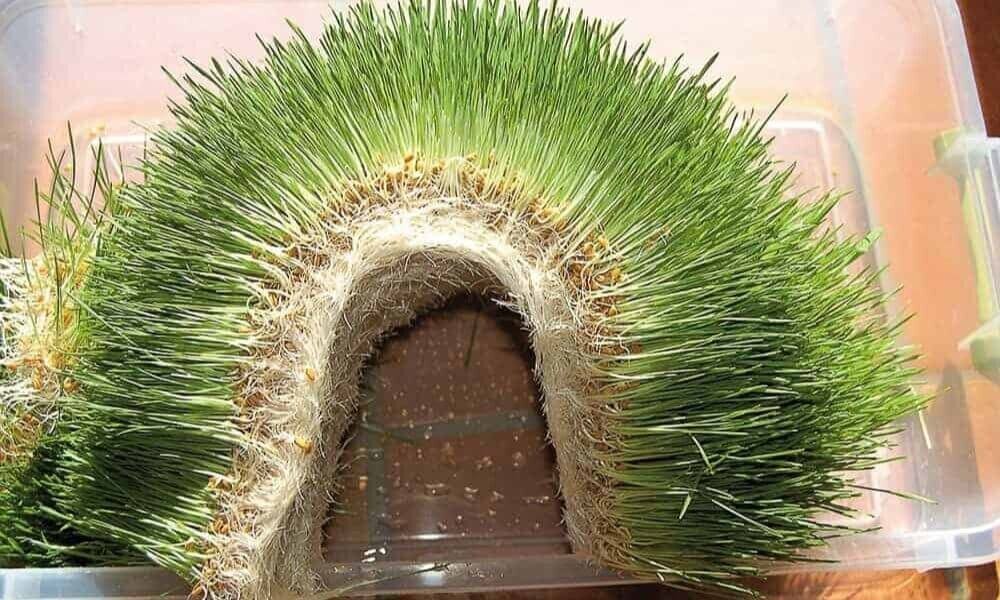 Healthy hydroponic fodder harvest with fresh green shoots