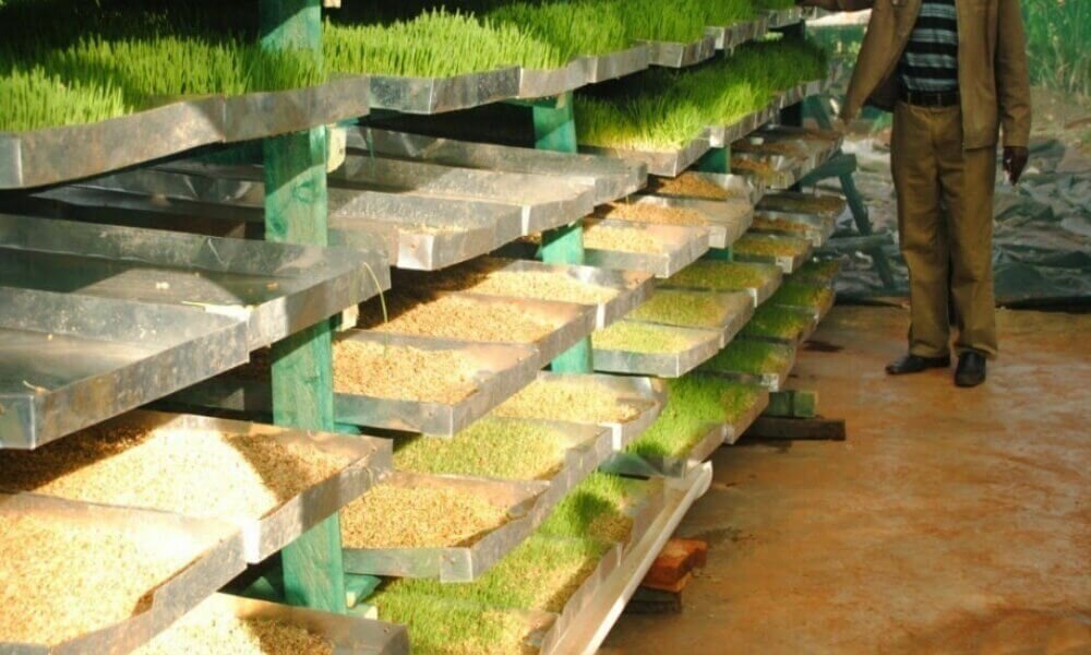 Hydroponic fodder harvesting process