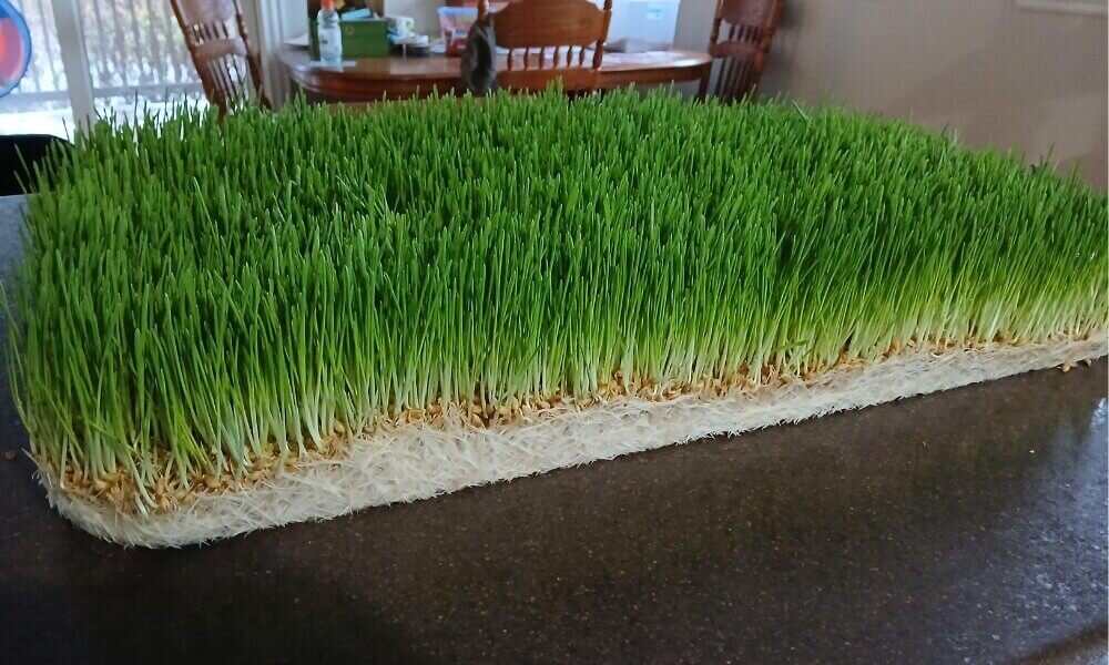 Hydroponic fodder mat ready for harvest