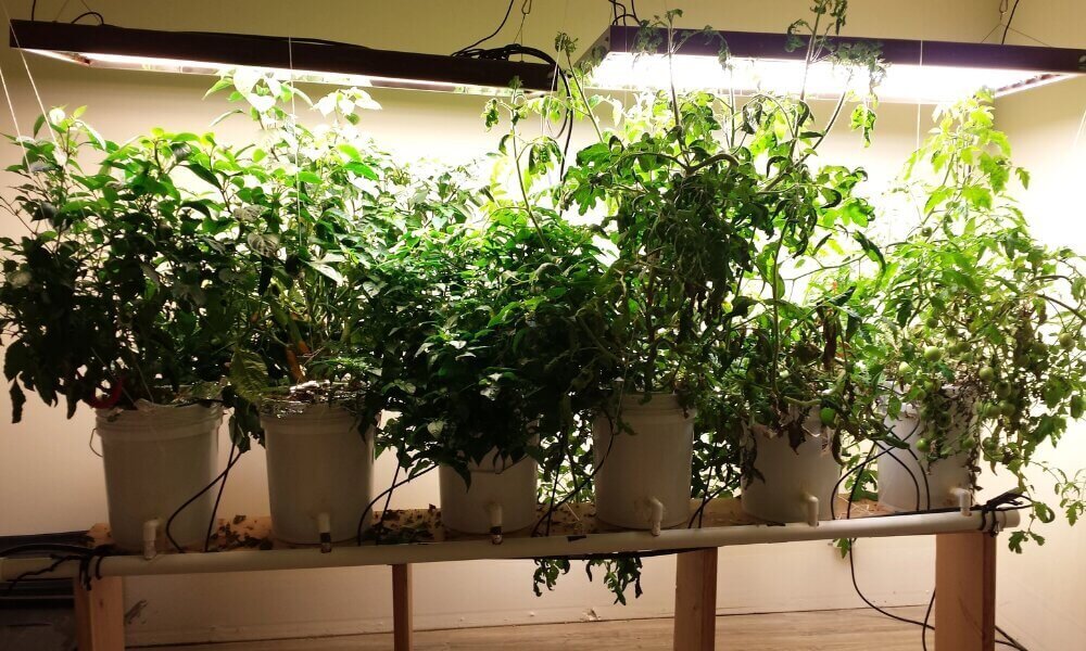 Indoor pepper plants in Dutch bucket rows