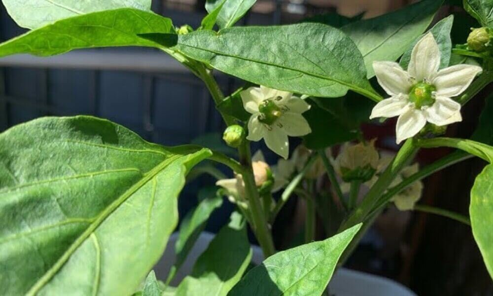 Pepper flower for pollination in Dutch bucket system