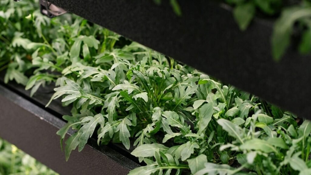 Arugula growing in a home hydroponic garden.