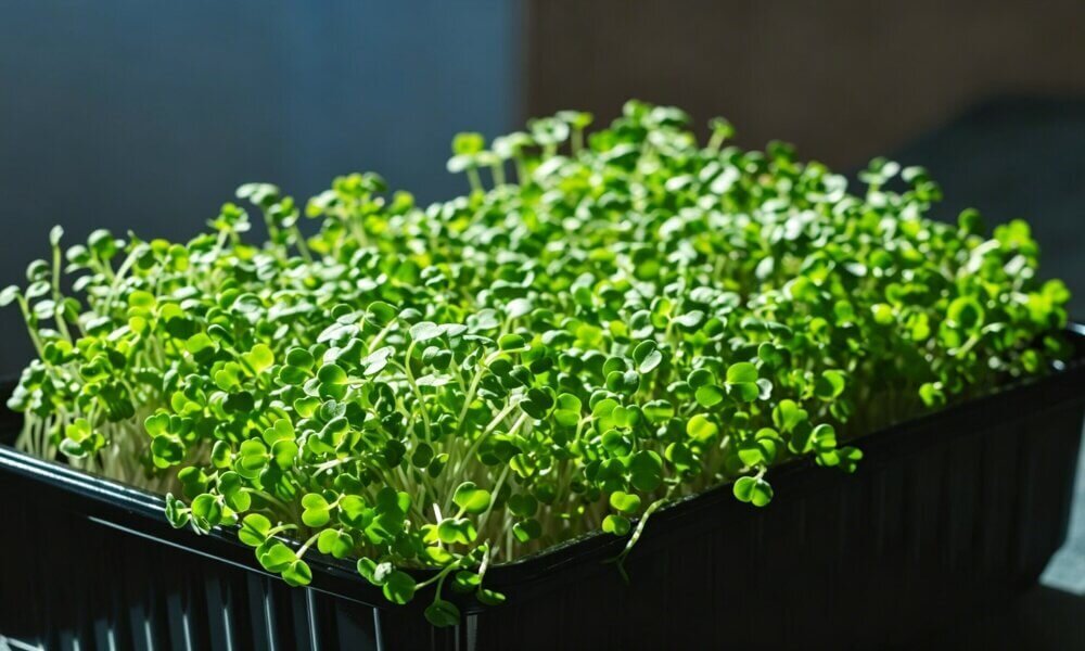 Arugula microgreens fast sprouting indoor hydroponic greens.