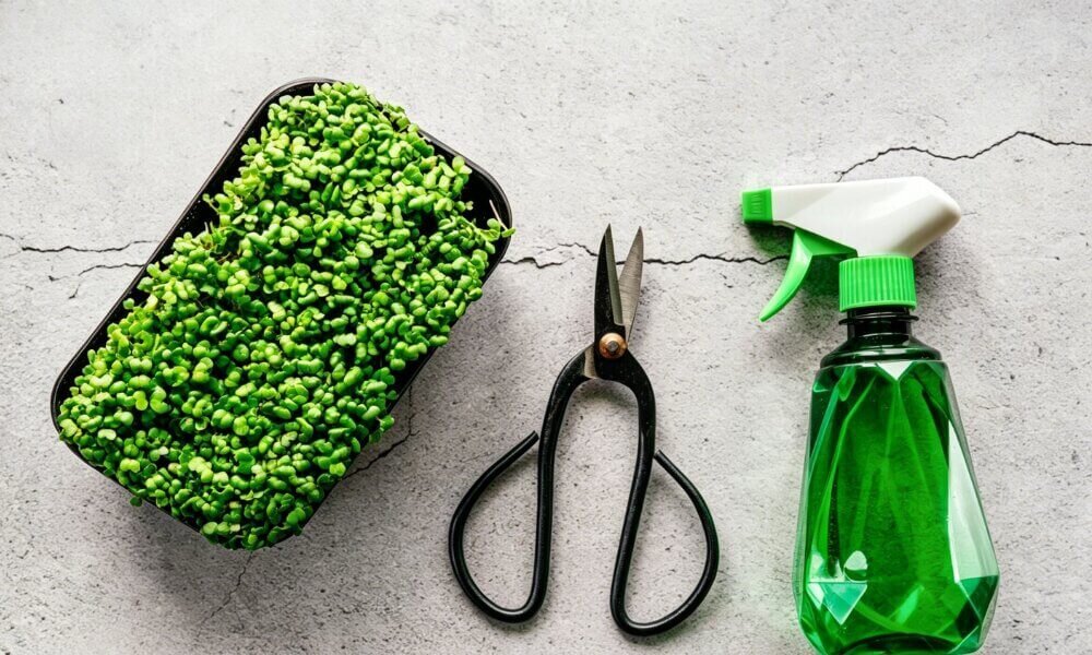 Arugula microgreens dense growth strong peppery flavor harvest ready.