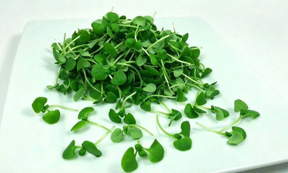 Basil microgreens dense growth culinary herb harvest ready.