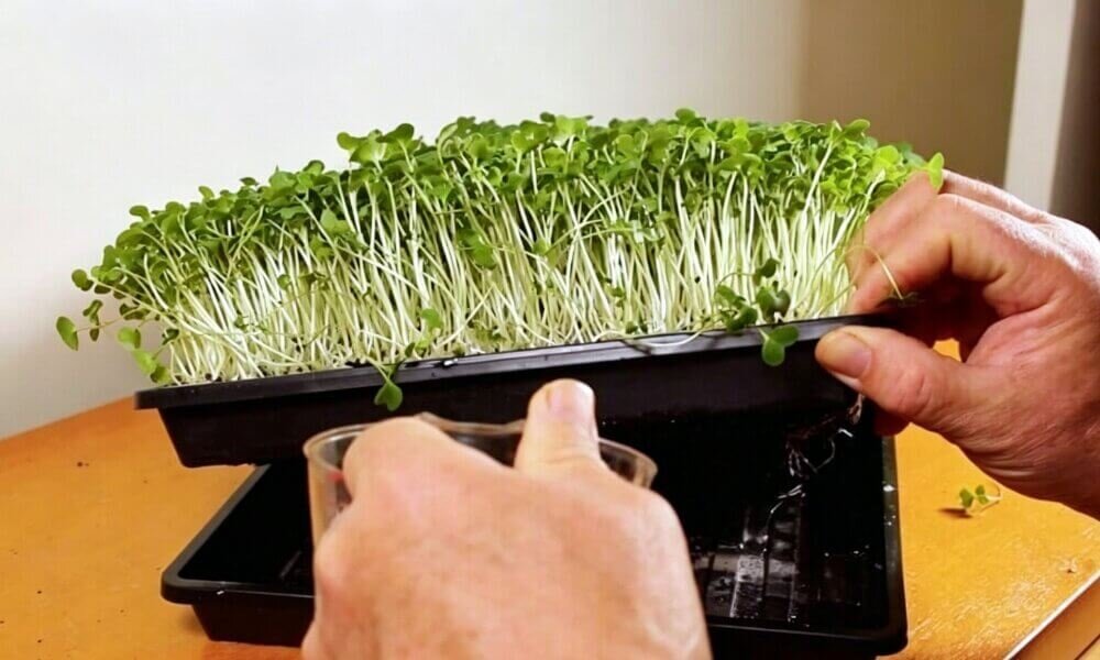 Bottom watering microgreens tray hydroponic growing method.