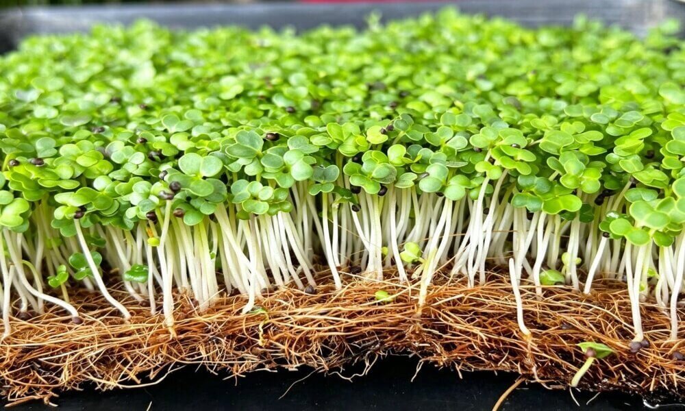 Broccoli microgreens healthy indoor hydroponic growth.