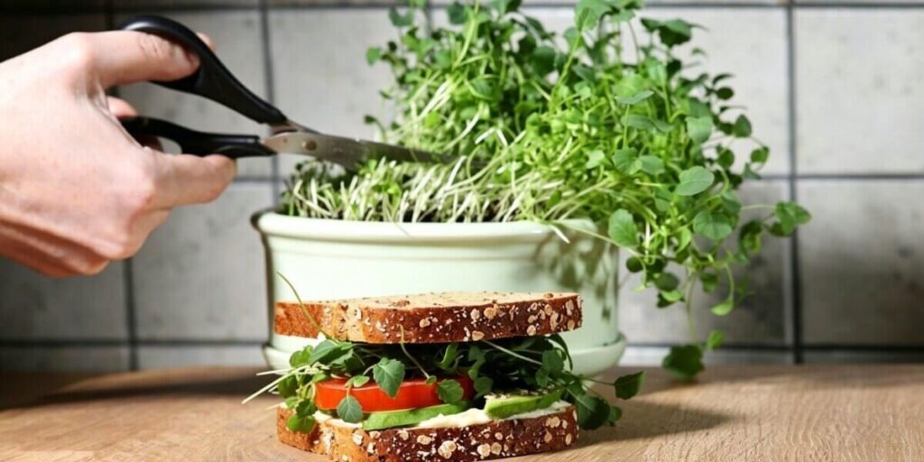 broccoli microgreens salad bowl healthy lunch.