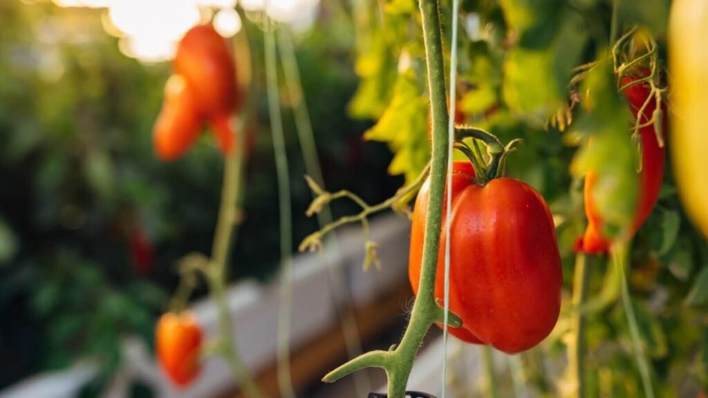 Cherry tomatoes ripening on a hydroponic vine.