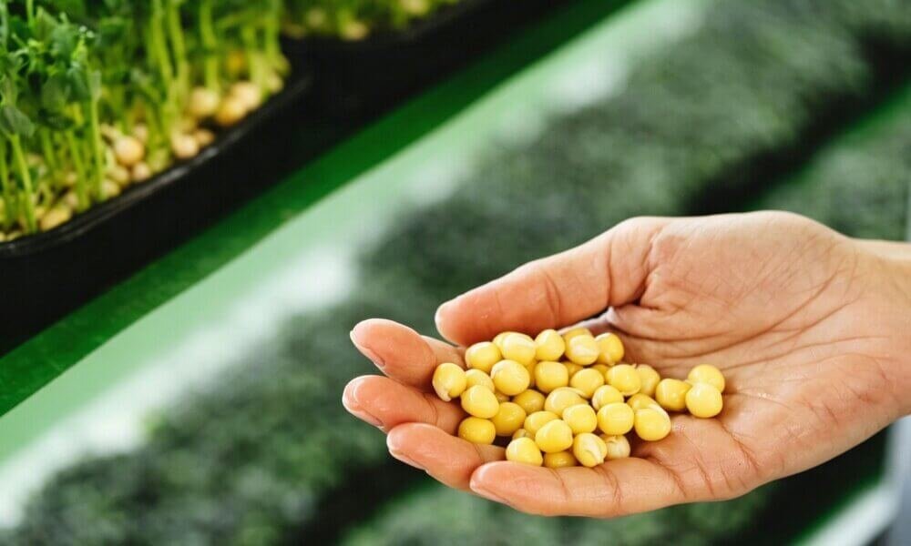 Choosing right seeds quality selection indoor hydroponic farming.