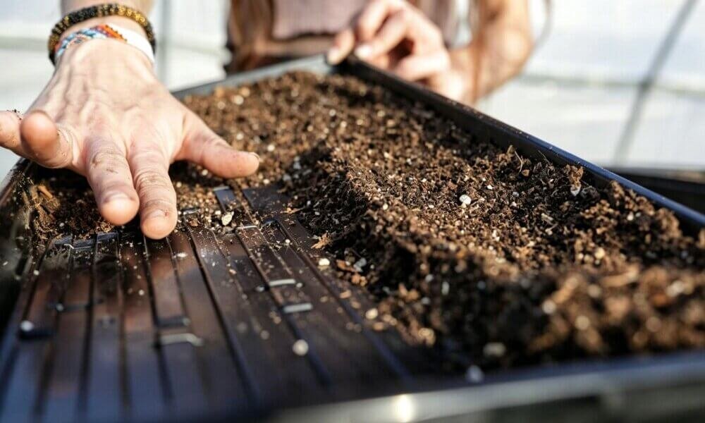 Clean growing trays indoor hydroponic planting preparation.