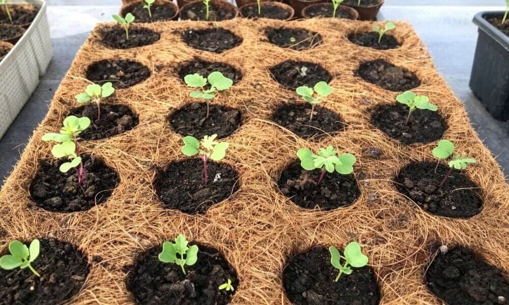Coco coir moisture retaining hydroponic growing medium indoor farming.
