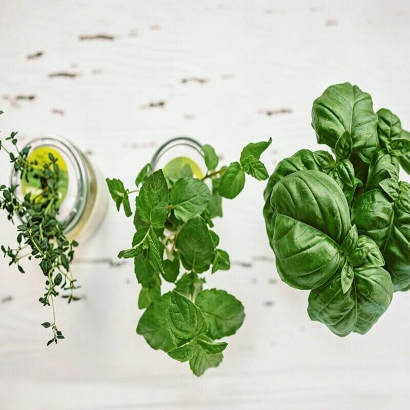 countertop hydroponic herb garden with indoor 