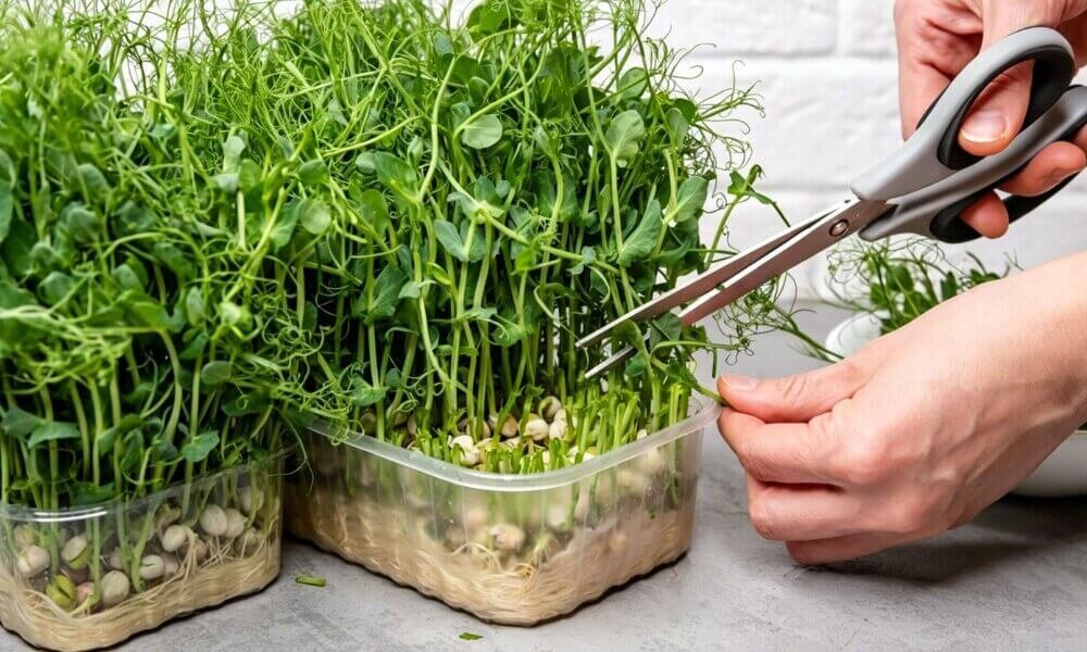 Fresh microgreens harvest cutting healthy hydroponic greens.