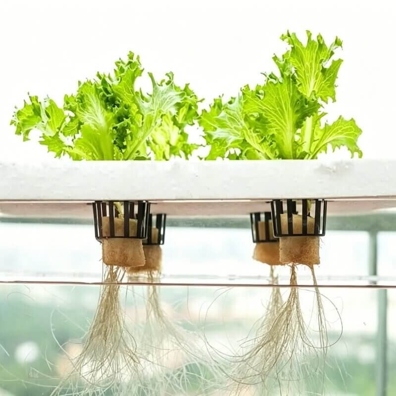 Deep water culture hydroponic system overview lettuce growing in oxygenated nutrient solution with air pump and air stone