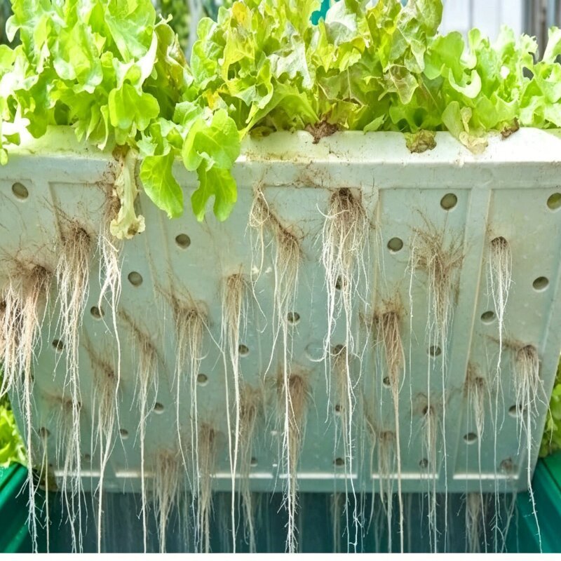 Close up hydroponic plant roots in deep water culture system oxygenated nutrient water bubble air stone root growth