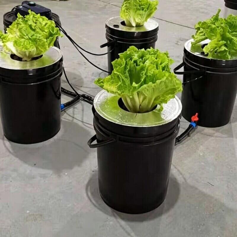 DWC hydroponic system setup diagram air pump air stone lettuce indoor growing deep water culture structure
