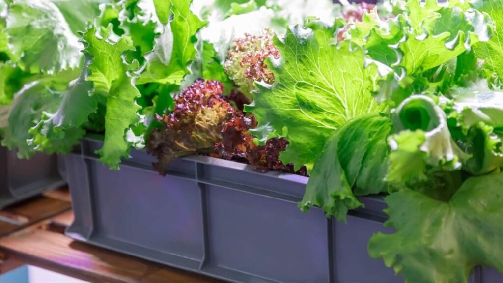 Fast growing hydroponic lettuce in an indoor garden.
