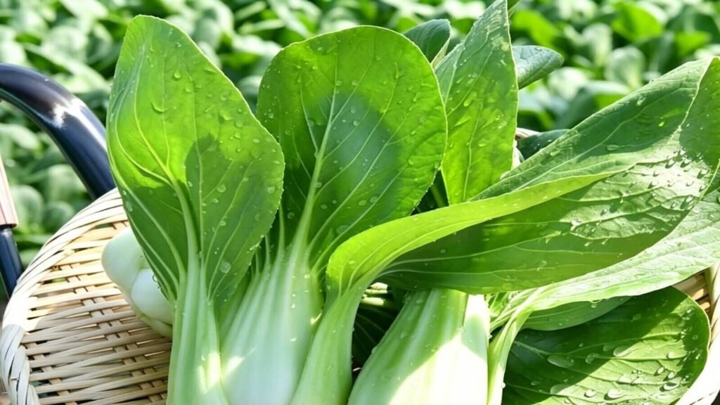 Harvesting fresh hydroponic bok choy.
