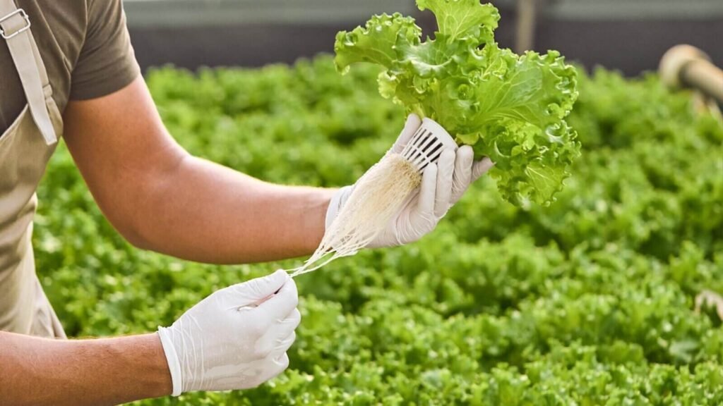 Harvesting fresh hydroponic lettuce at a hydroponic farm.