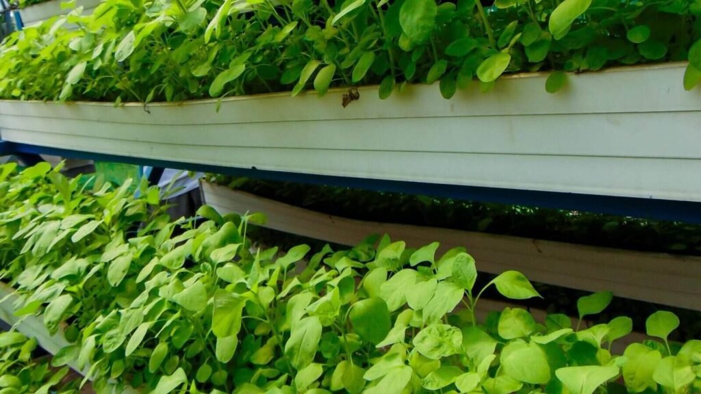 Harvesting fresh hydroponic spinach.