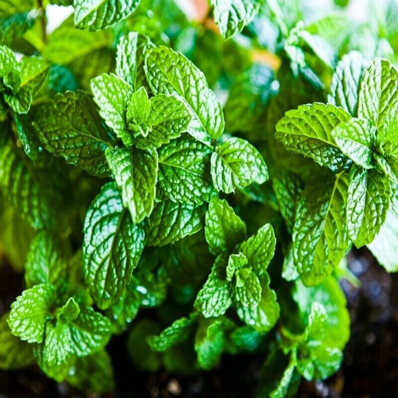 fresh picked hydroponic mint leaves from indoor water culture system