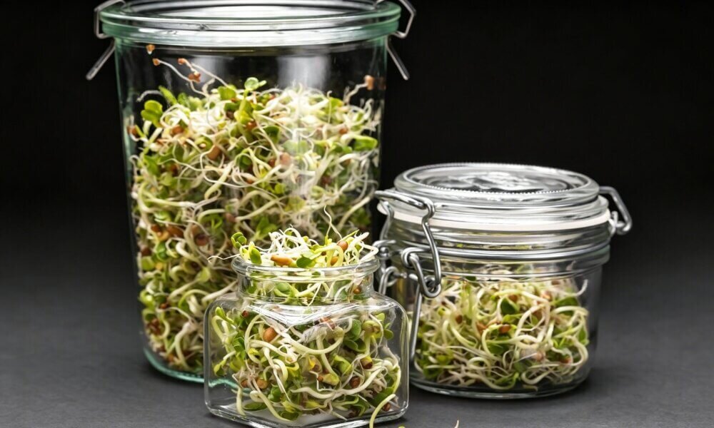 Sprouts glass jar fresh germinated seeds indoor growing.