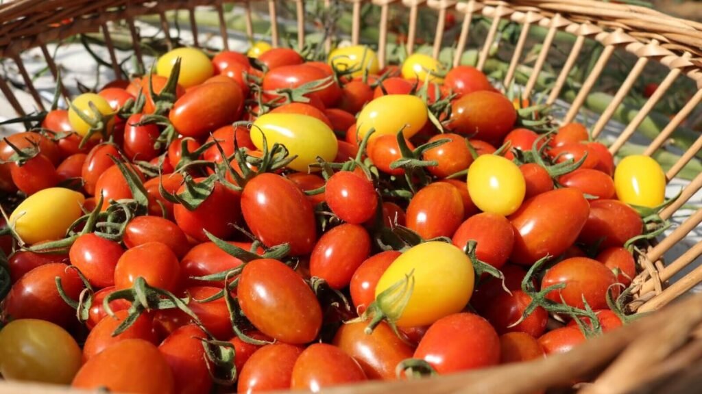 Cherry tomatoes growing in a home hydroponic garden.
