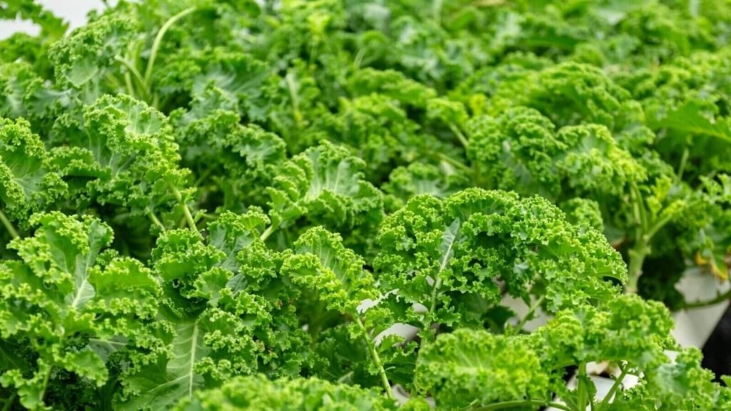 Freshly harvested kale from a hydroponic system.