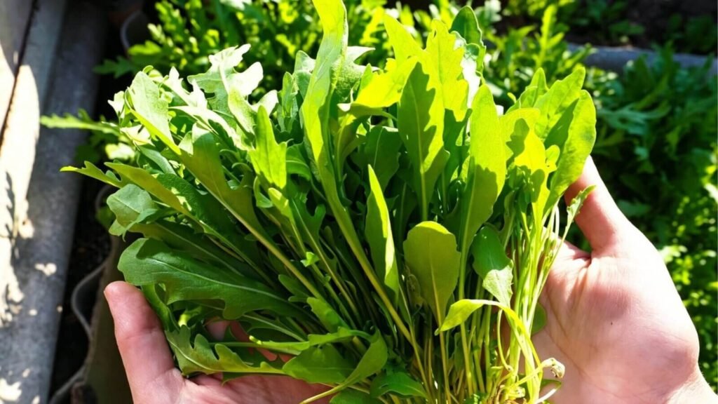 Harvesting fresh arugula for a homemade salad.