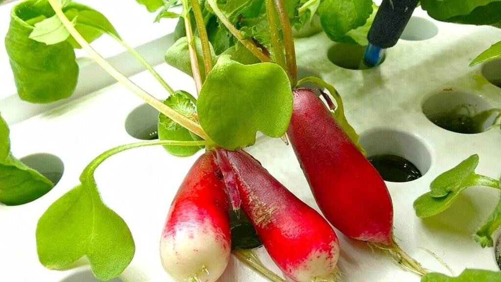 Harvesting fresh hydroponic radishes at home.