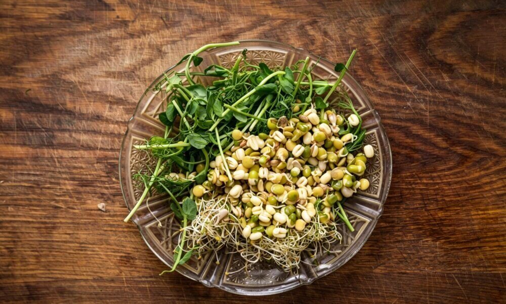Edible sprouts fresh bowl healthy micro sprouts close up.