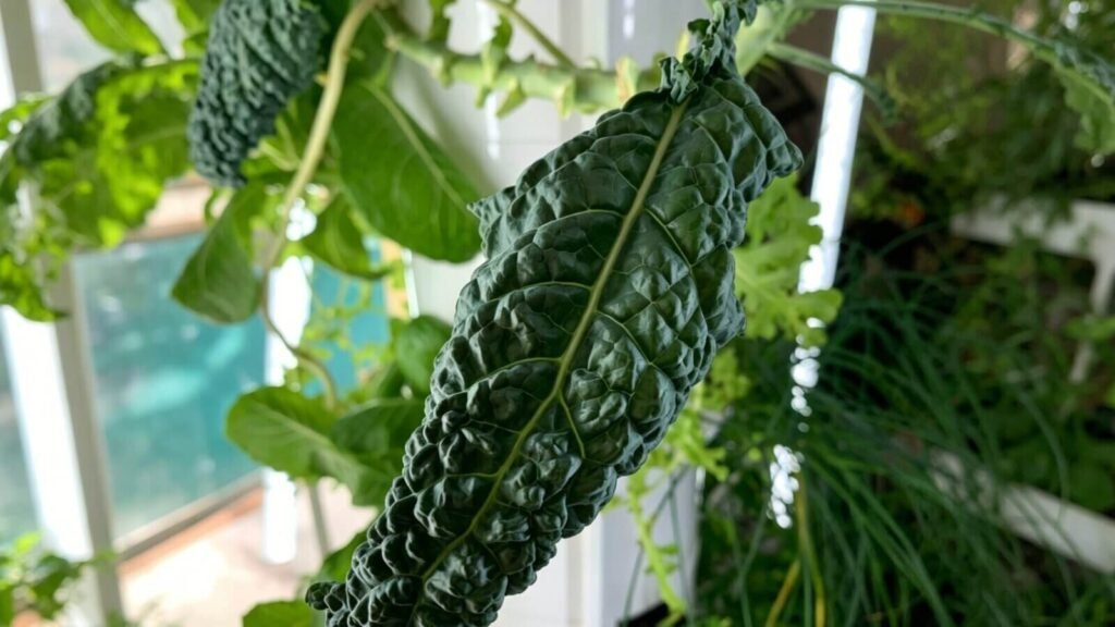 Close-up of healthy hydroponic kale leaves.