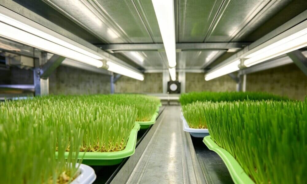 Healthy microgreens balanced moisture indoor hydroponic farming.