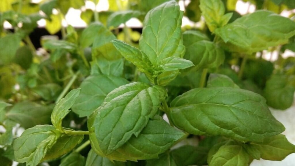 Healthy mint growing in a beginner hydroponic garden.