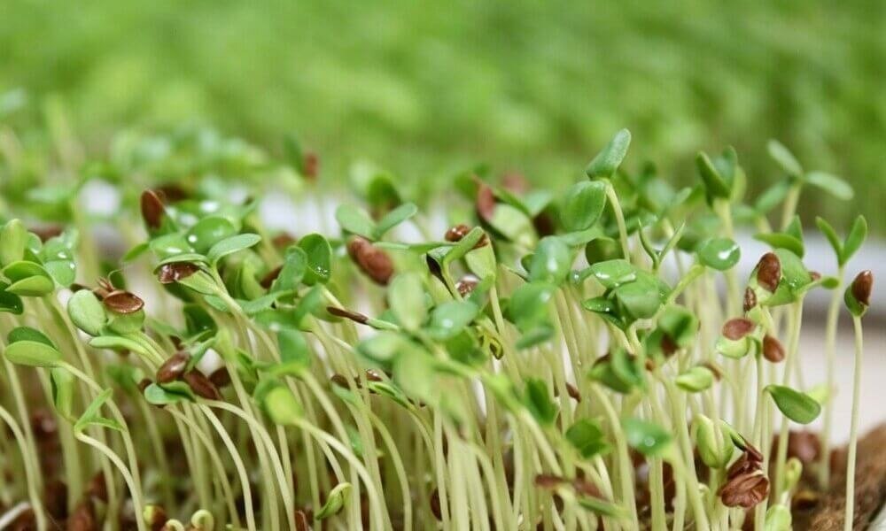 Hemp mats sustainable seed germination hydroponic growing medium.