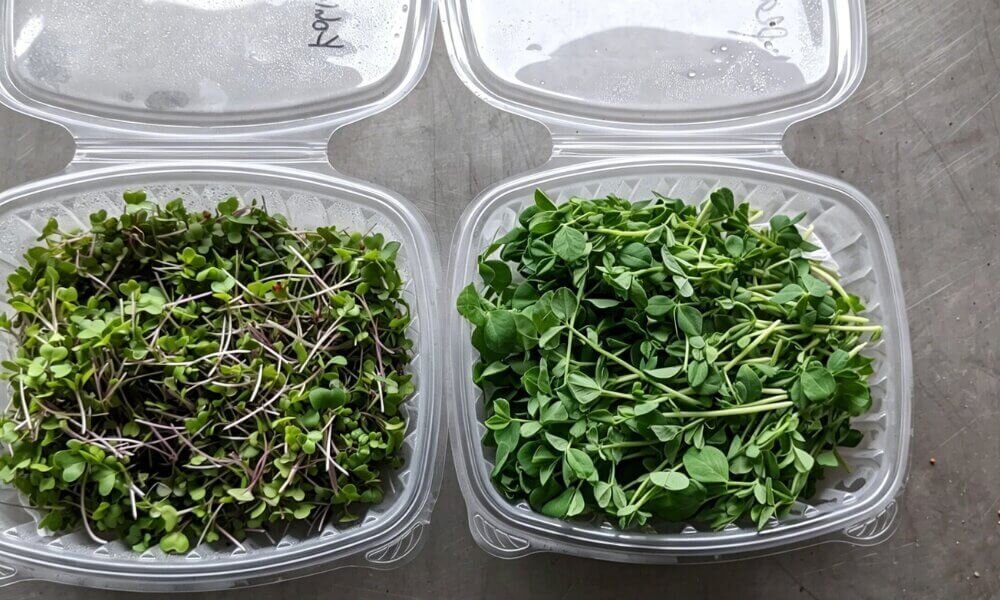 Harvested microgreens stored in a plastic container with paper towels inside a refrigerator.
