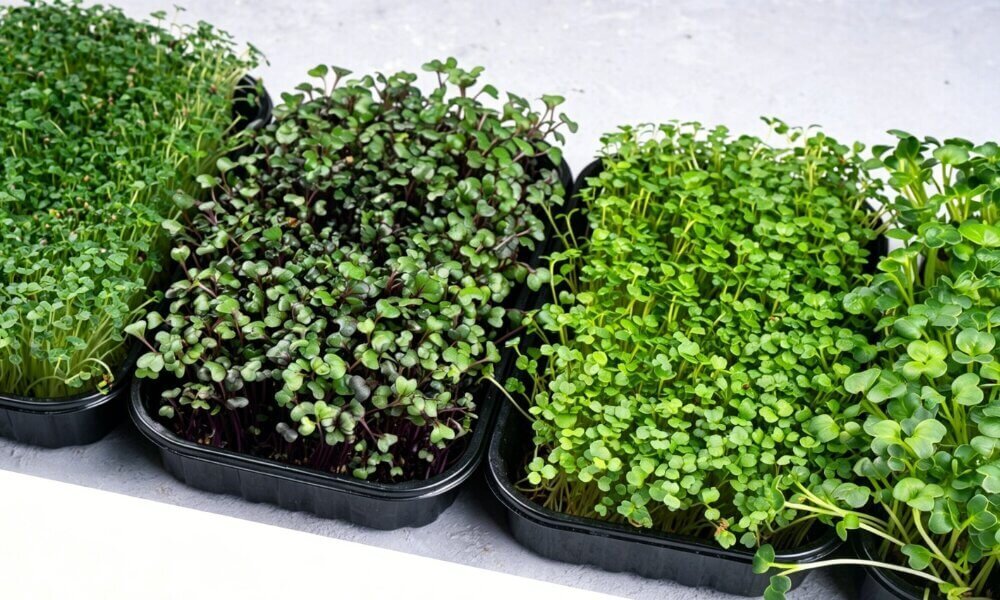 Hydroponic microgreens indoor soil-free growing system.