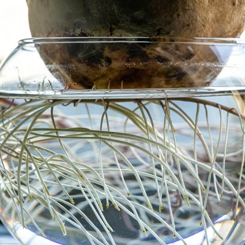 Healthy hydroponic plant roots growing in nutrient solution with oxygen circulation