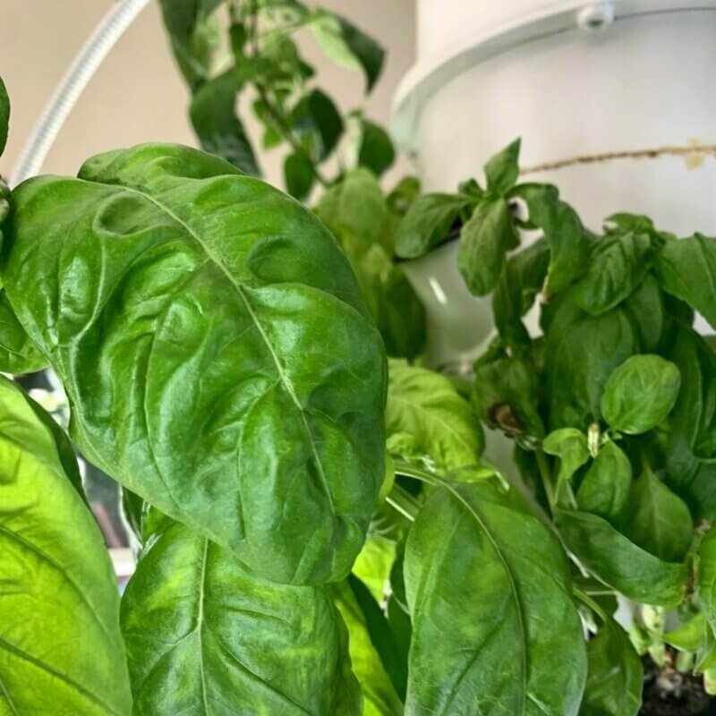 vertical hydroponic basil indoor herb growing system